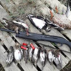 Benelli M2 comfortech Gaucher Cal.12MAG canon de 71cm, 5 chokes crio