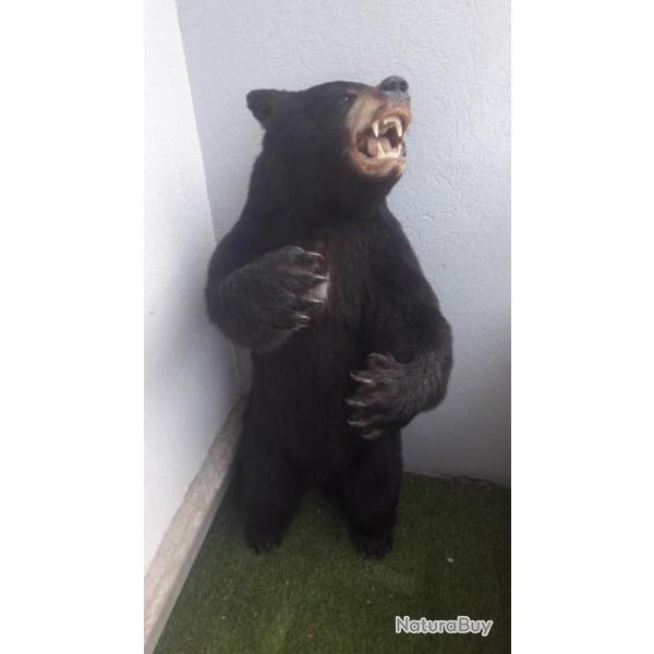 Taxidermie d' Ours noir ; Ursus americanus #2