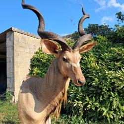 Taxidermie de Grand Koudou ; Tragelaphus strepsiceros #LM26