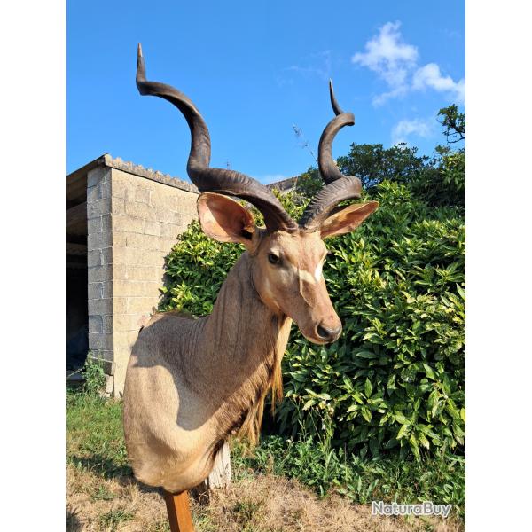 Taxidermie de Grand Koudou ; Tragelaphus strepsiceros #LM26