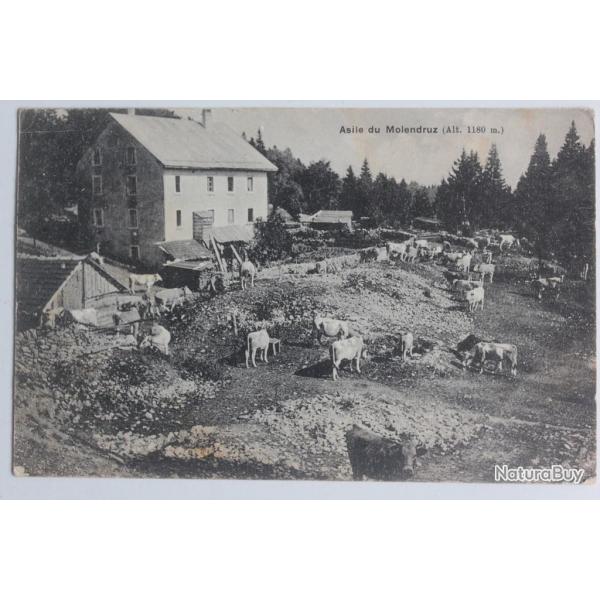 CPA Suisse Asile du Molendruz Vaches