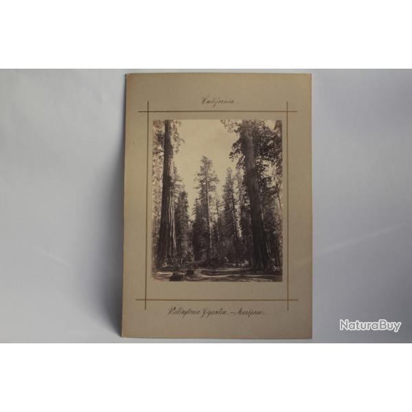 Photographie California Wellington Gigantea Mariposa papier sal�