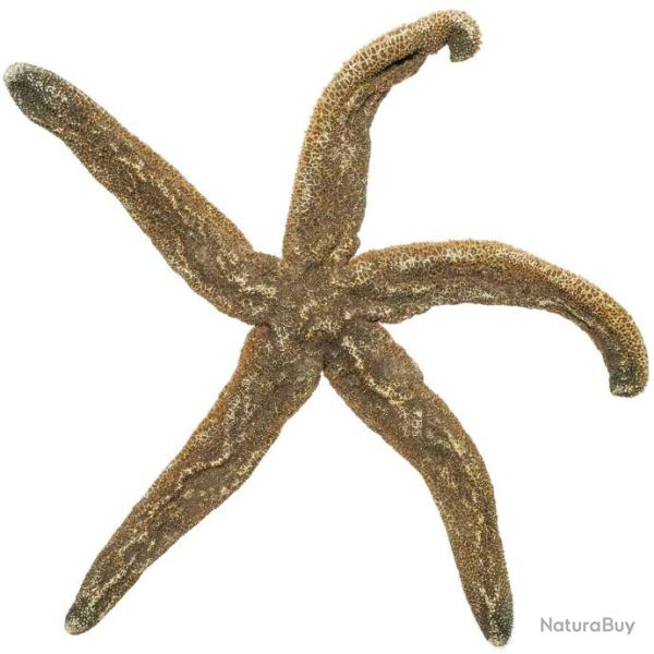 Etoile de mer militarie - 40 � 50 cm - A l'unit�