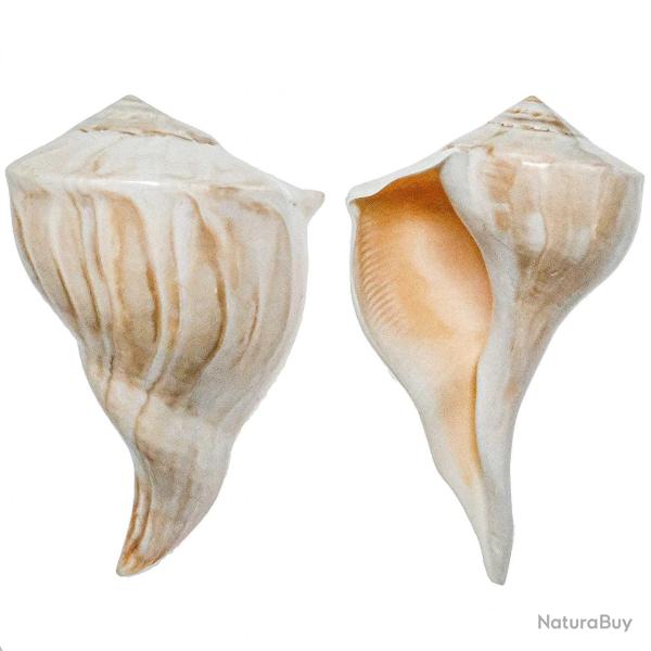 Coquillage busycon contrarium poli - 18 � 20 cm - A l'unit�