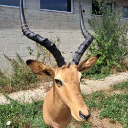 Taxidermie d' Impala ; Aepyceros melampus #LM26