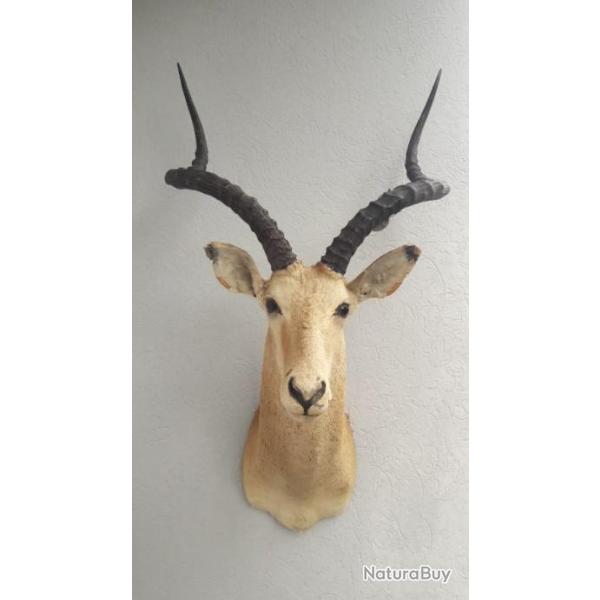 Taxidermie d' Impala ; Aepyceros melampus