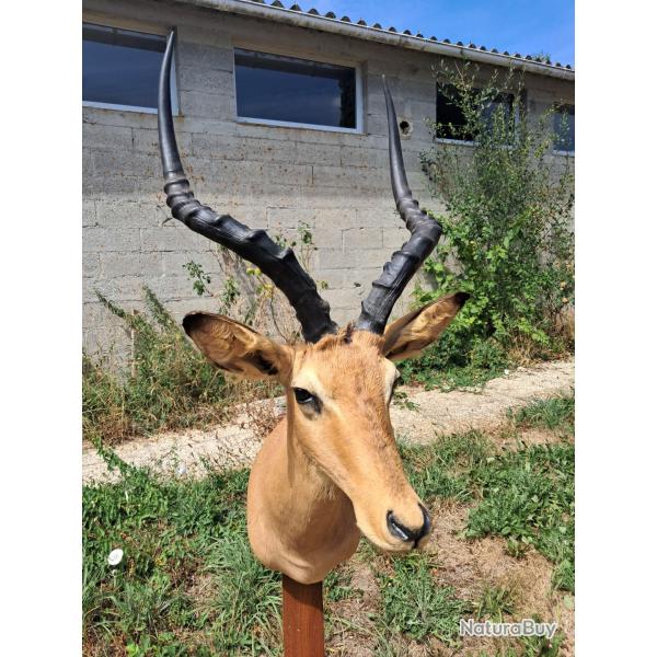 Taxidermie d' Impala ; Aepyceros melampus #LM26