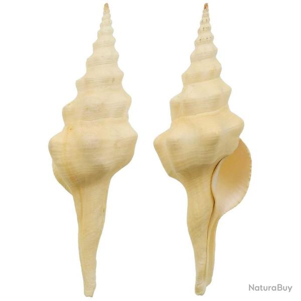 Coquillage fusinus undatus 14 � 16 cm