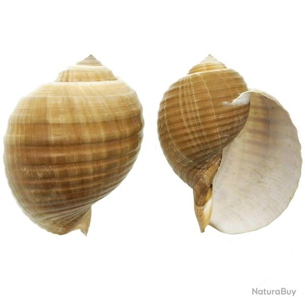 Coquillage tonna galea 15 � 17 cm
