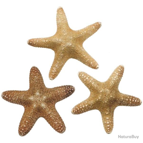 Etoiles de mer pentaster obtusatus 13 � 15 cm - A l'unit�