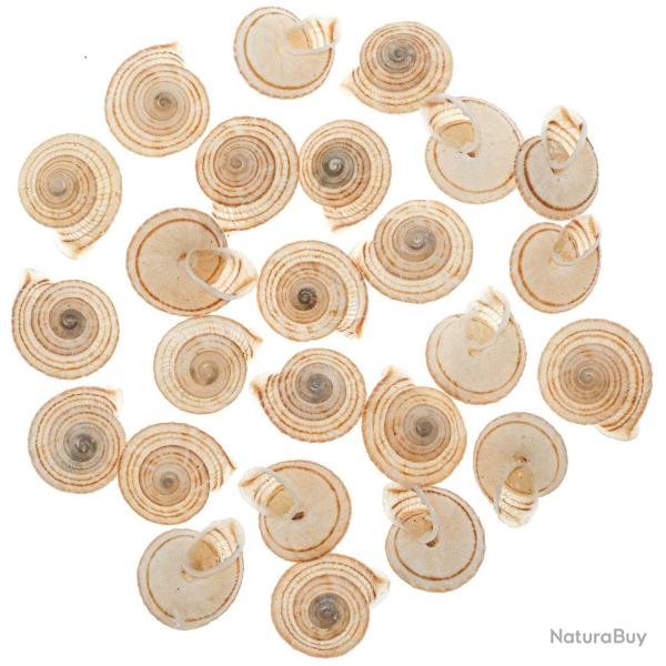 Coquillages obba rata - 2 � 3 cm - Lot de 6