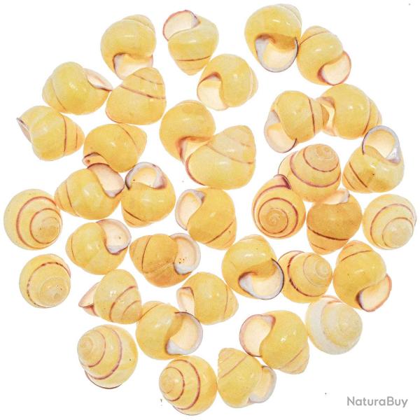 Coquillages helicostyla annulata sobensis - 2 � 3 cm - Lot de 10