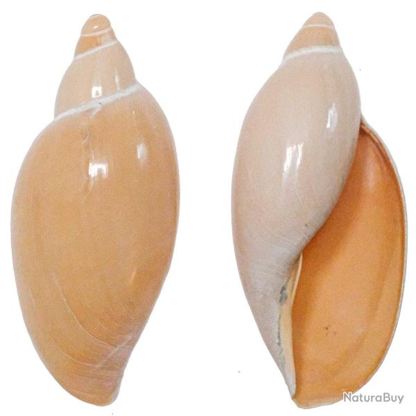 Coquillage sigaluta pratasensis rehder 8 � 10 cm