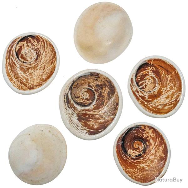 Gros opercule de coquillage oeil de shiva - 6 � 8 cm - A l'unit�