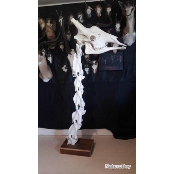 Cou de girafe avec CITES ; Giraffa camelopardalis ; montage ostologique