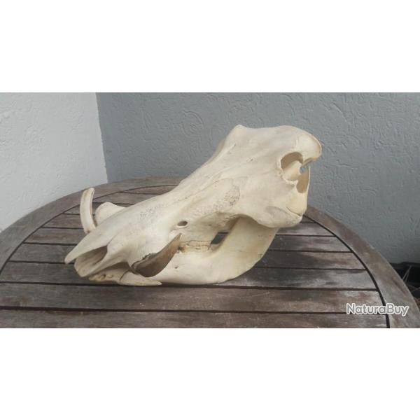 Cr�ne de phacoch�re #1304 ; Phacochoerus africanus