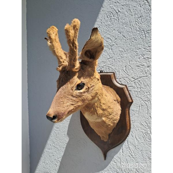 Taxidermie de chevreuil en velours ; Capreolus capreolus #1707(1)