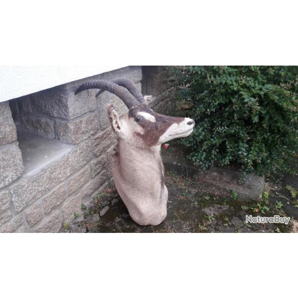 Taxidermie d'antilope Rouanne ; Hippotragus equinus