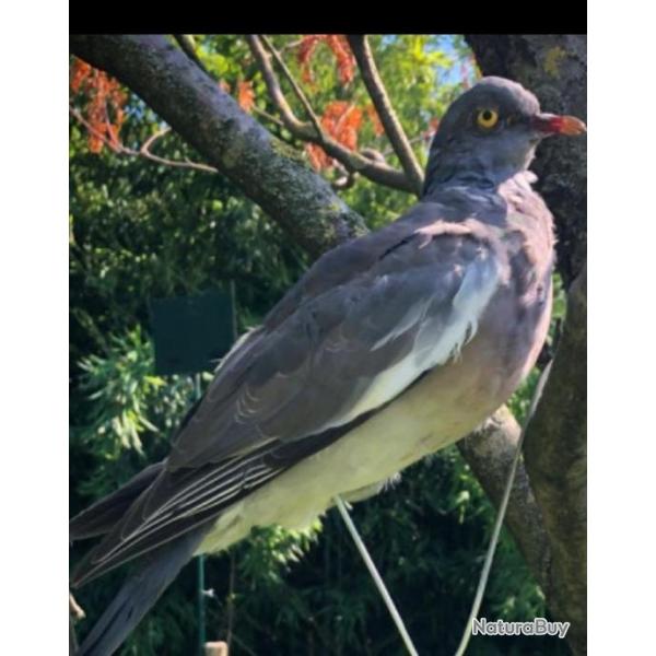 appeau palombe naturalis�  pour chasse