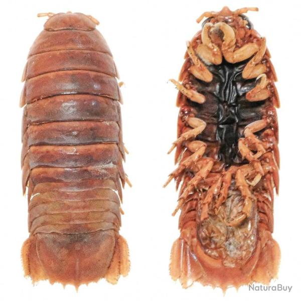 Isopode cirolanidae naturalis� - 10 � 12 cm