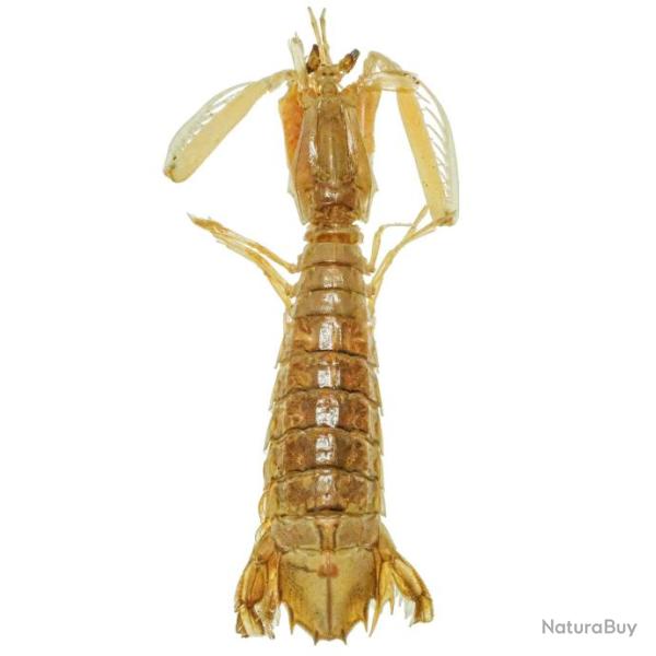 Crevette-mante naturalis�e 10 � 14 cm