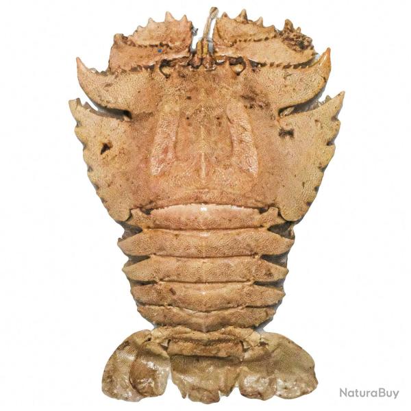 Homard Scyllaridae naturalis� 10 � 12 cm