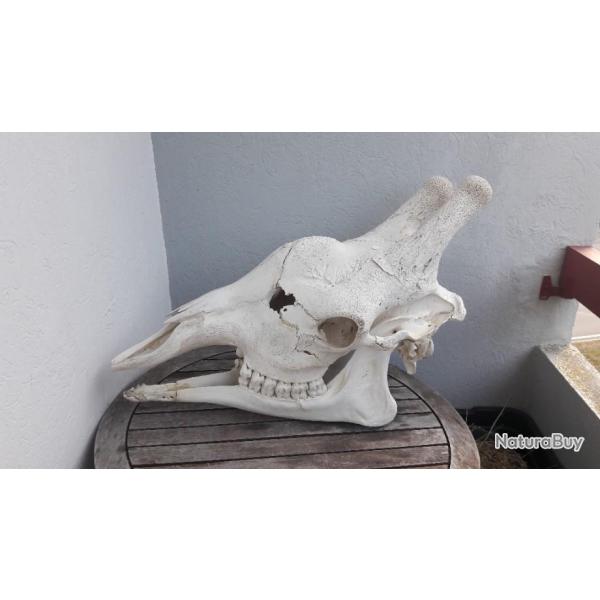 Crne de Girafe avec CITES d'importation #9