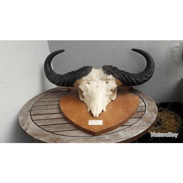 Troph�e du buffle du Cap ( caffer ) ; Syncerus caffer #1304