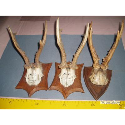 MASSACRE TROPHÉE DE chevreuil avec crâne monté en écusson. Tête bizarre
