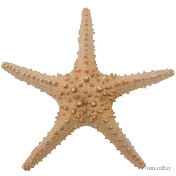 Etoile de mer pentaceraster tuberculatus 25 � 28 cm