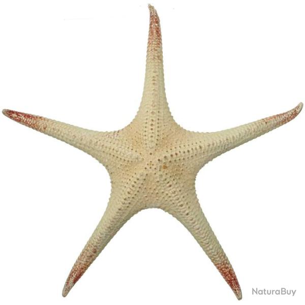Etoile de mer long bras - 30 � 35 cm - A l'unit�