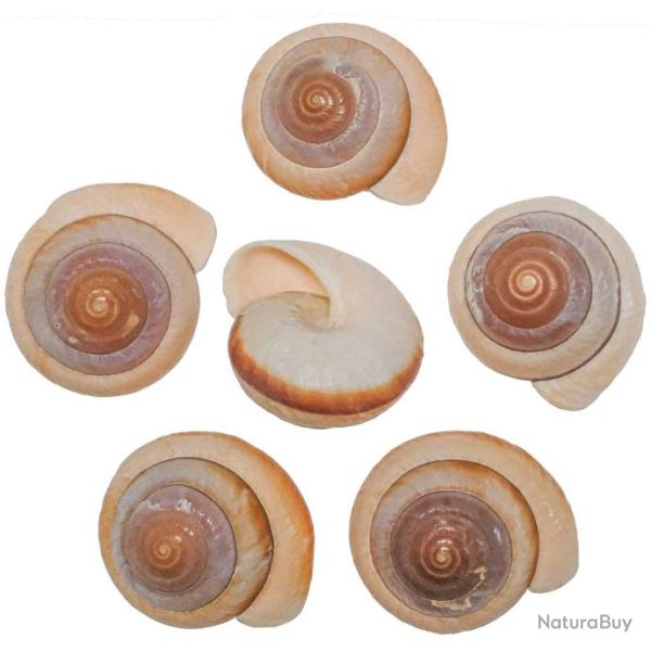 Coquillage ryssota quadrasi - 6 � 7 cm - A l'unit�