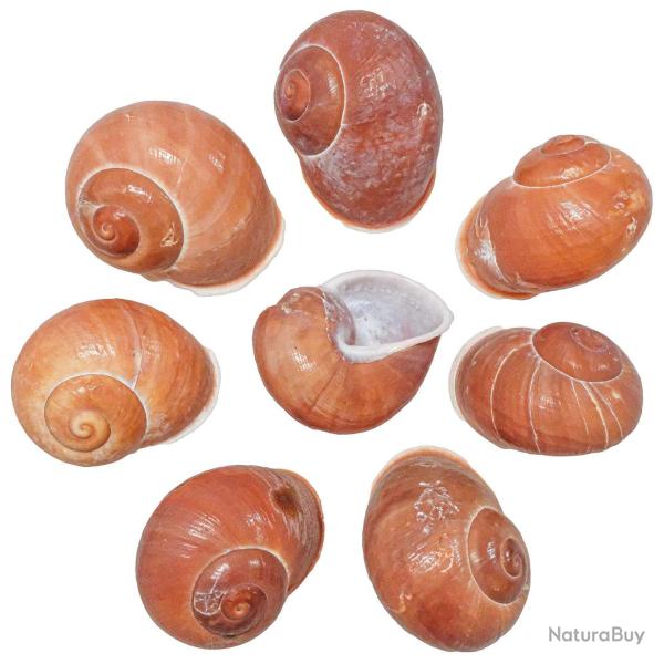 Coquillages helicostyla melanochiela - 4 � 6 cm - lot de 4