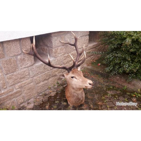 Taxidermie vintage de cerf laphe 14 cors irrguliers