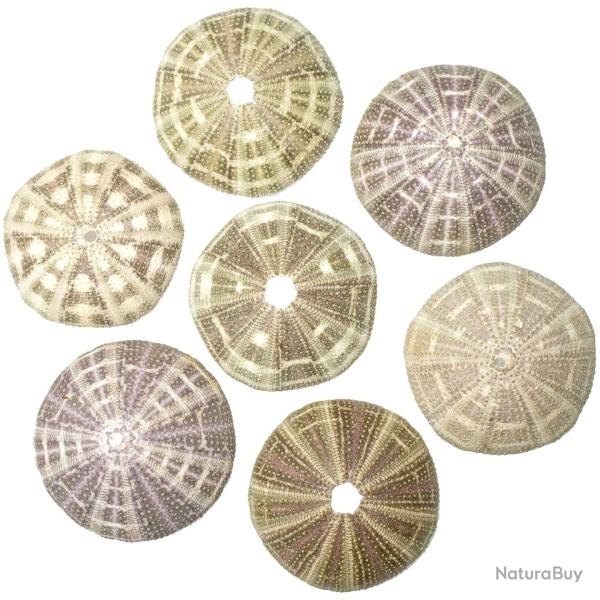 Test d'oursin toxopneuste pileosus - A l'unit� 6 � 7 cm