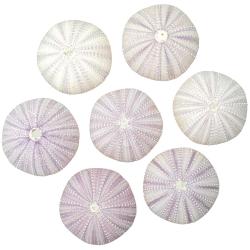 Tests d'oursin blanc et violet - 5 &agrave; 6 cm - Lot de 2