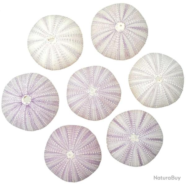 Tests d'oursin blanc et violet - 5 � 6 cm - Lot de 2