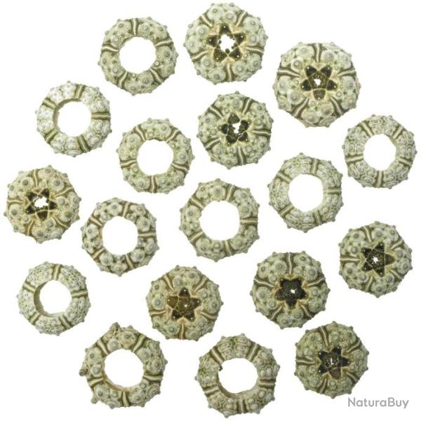 Mini tests d'oursins verts knobbly - 2 � 2.5 cm - Lot de 2