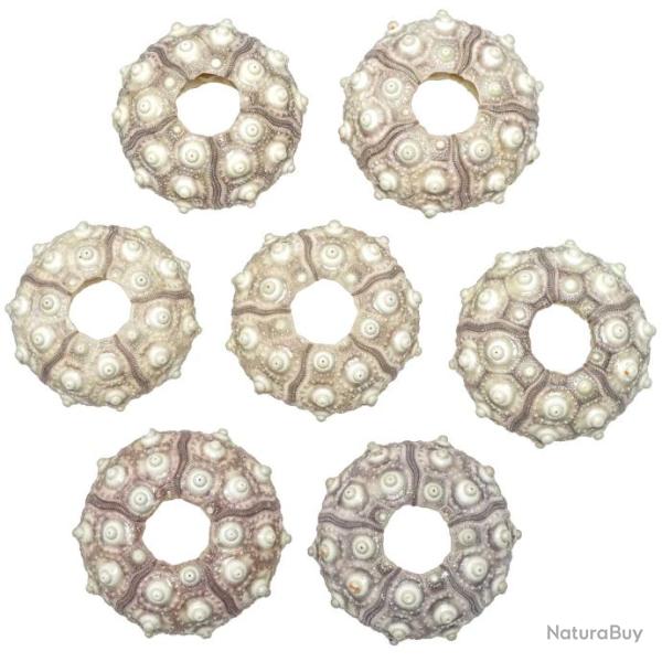 Test d'oursin crayon phyllacanthus imperialis 4 � 6 cm