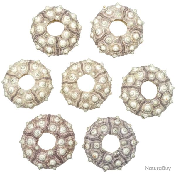 Test d'oursin crayon phyllacanthus imperialis 6 � 8 cm