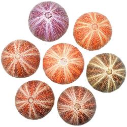 Test d'oursin de la Mer du Nord - Echinus esculentus 8 &agrave; 10 cm