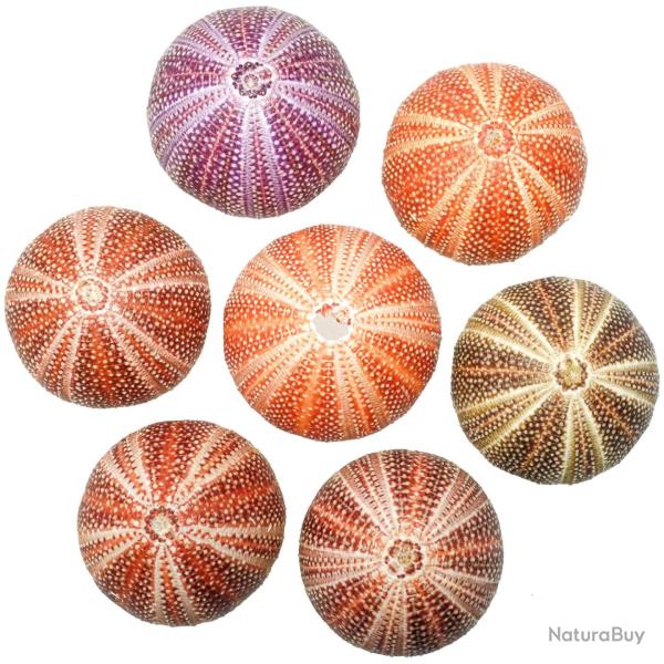 Test d'oursin de la Mer du Nord - Echinus esculentus 8 � 10 cm