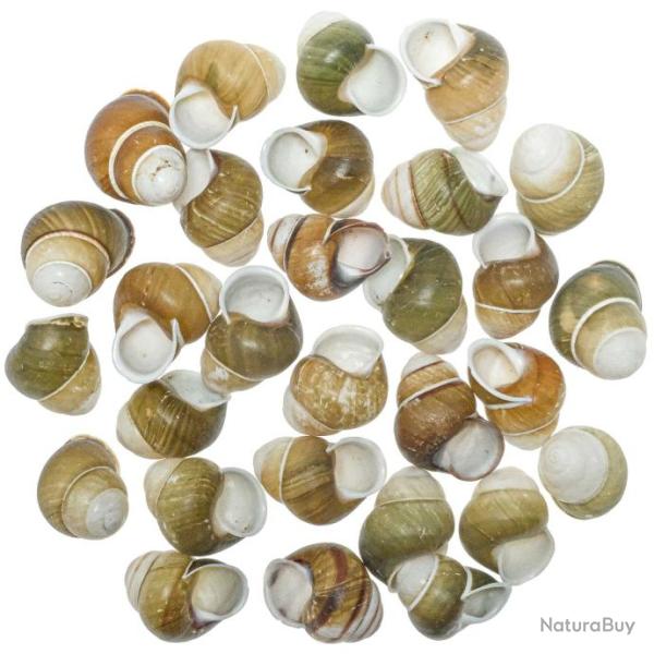 Coquillages helicostyla florida - 3 � 4 cm - Lot de 5
