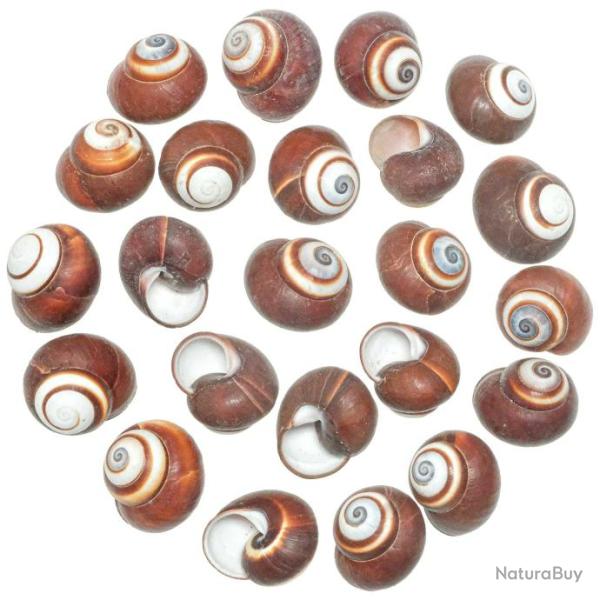 Coquillages helicostyla roissyana - 2 � 3 cm - Lot de 5