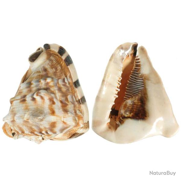 Coquillage cassis tuberosa - 15 � 17 cm - A l'unit�