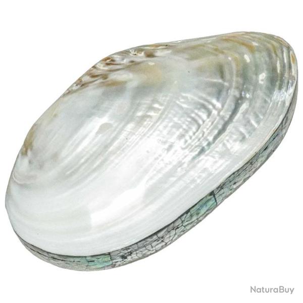 Coffret avec coquillage moule nacr�e et plaquage nacre abalone paua 23 x 13 x 6 cm