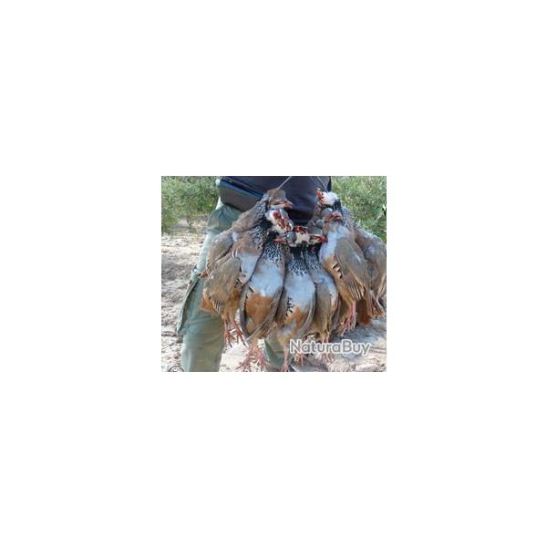 PERDRIX ROUGES EN ESPAGNE LAPINS, LIEVRES, GRANDS GIBIER DE MONTAGNE