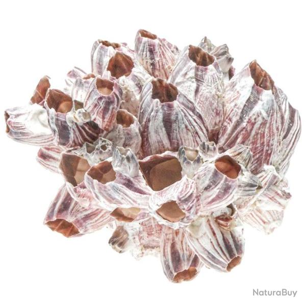 Balane (ou bernacle) dco - A l'unit 9  11 cm