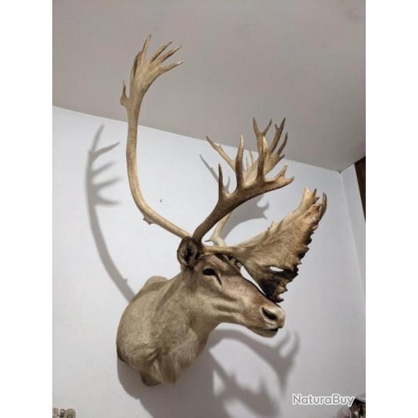 Magnifique troph�e de renne