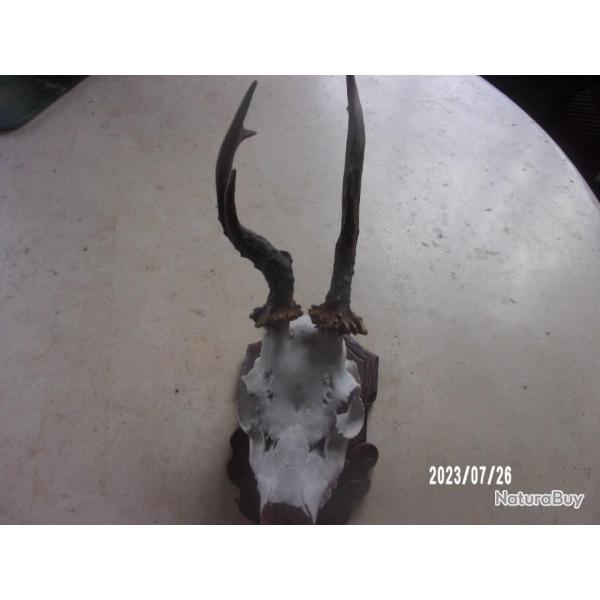 massacre de chevreuil tete bizarde